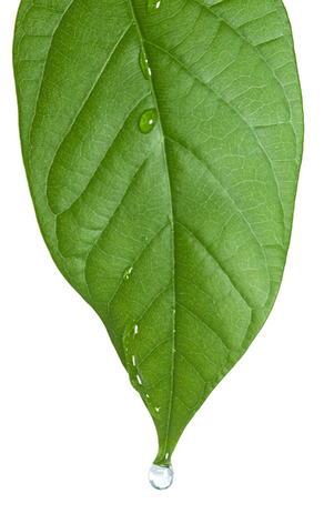 big_leaf