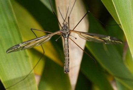 הדברת זבוב גדול: פתרונות מקצועיים לבית ולעסק