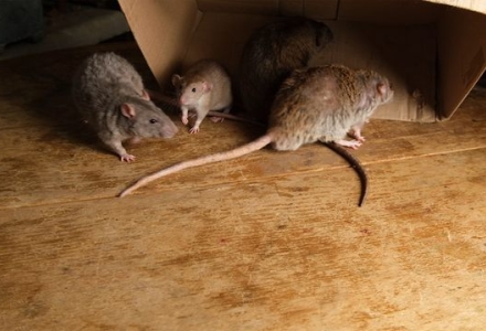 הדברת עכברים ולשמור על הבית נקי ושקט