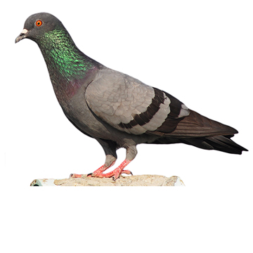 הרחקת יונים