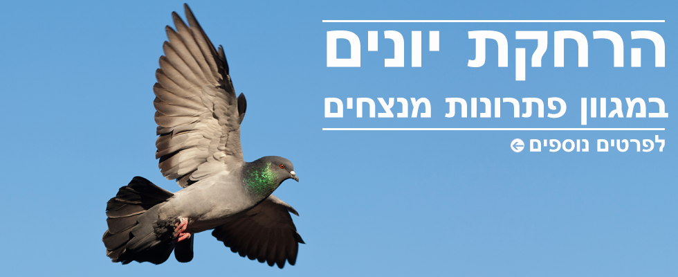 תמונות מעבודות מהשטח