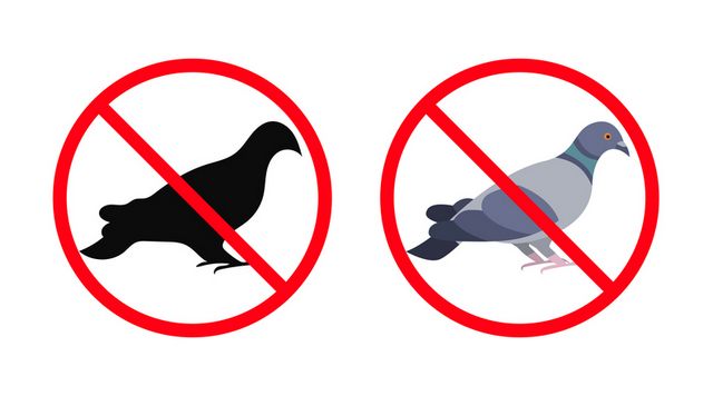 יונים: פתרונות חכמים להרחקת יונים מהבית והעסק