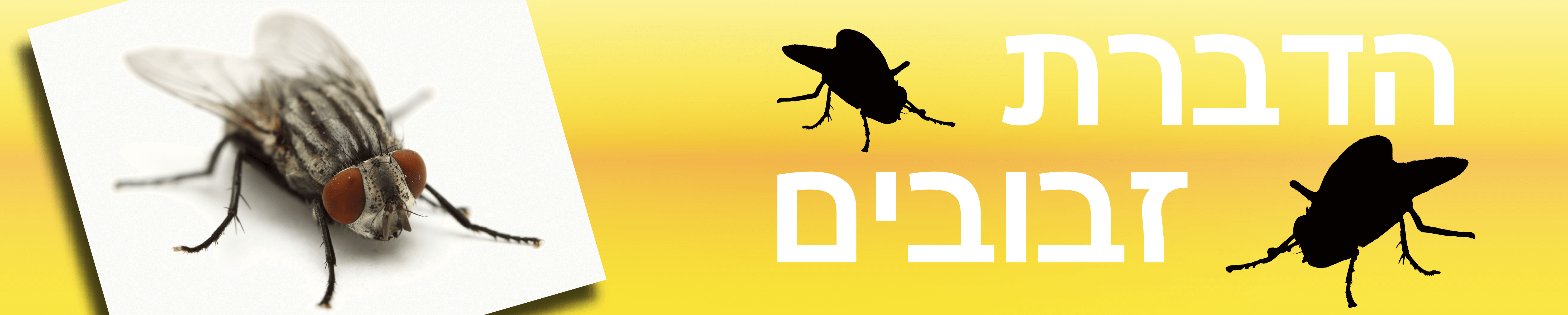 הדברת זבובים