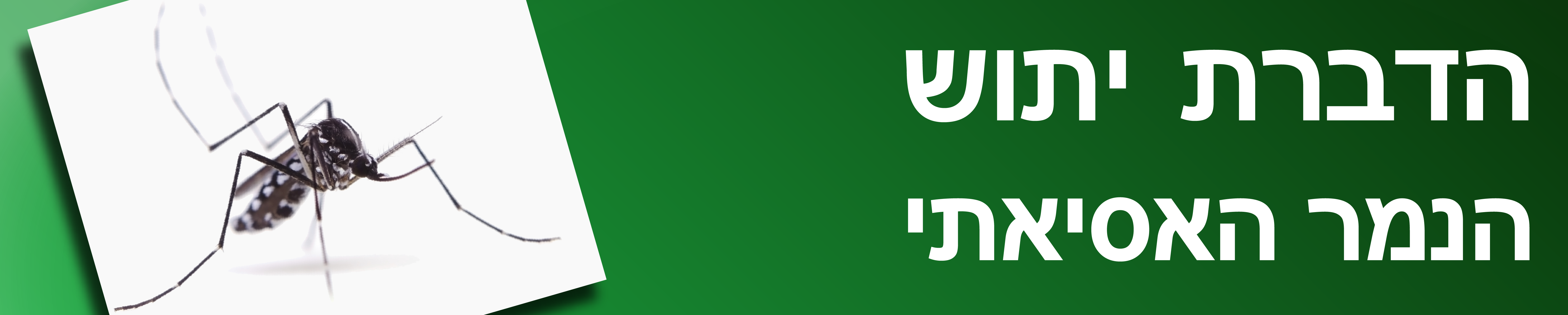 הכל על יתושים 
