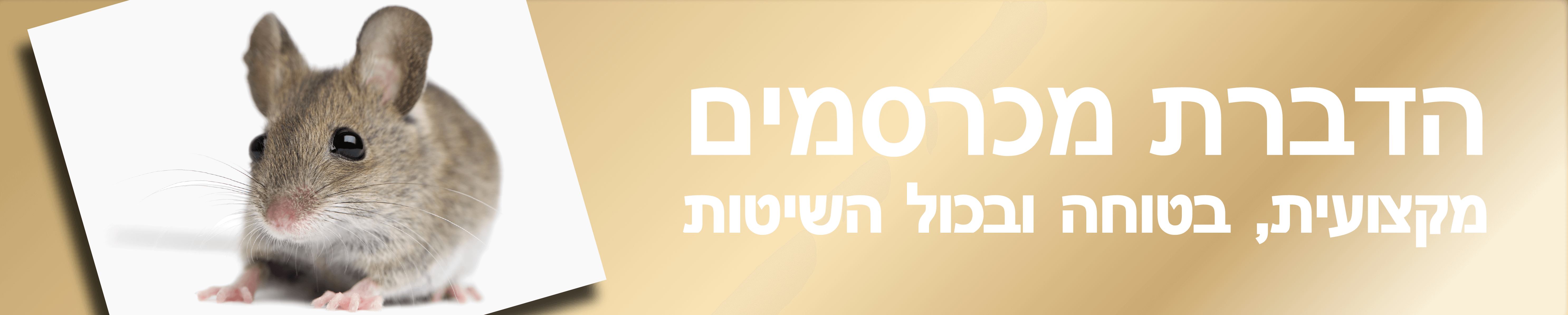 מכרסמים