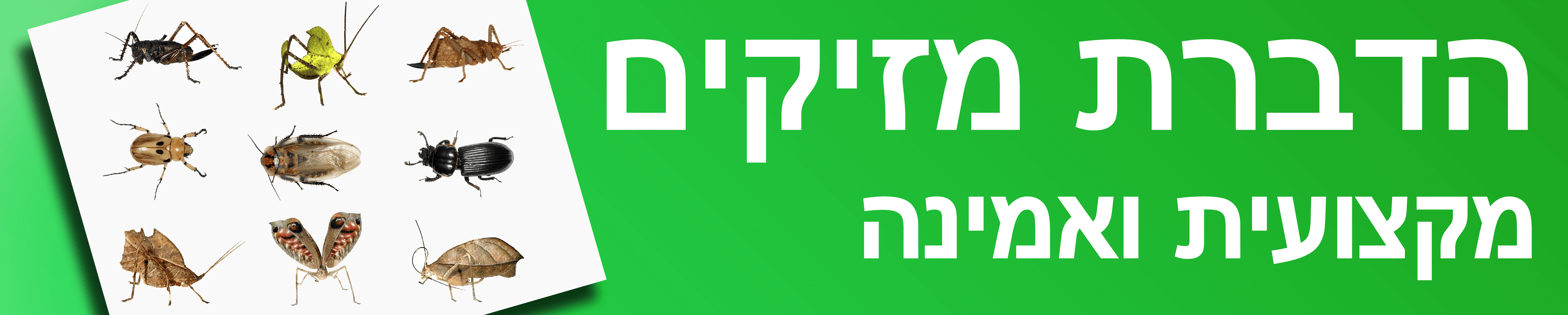 לקוחות ממליצים