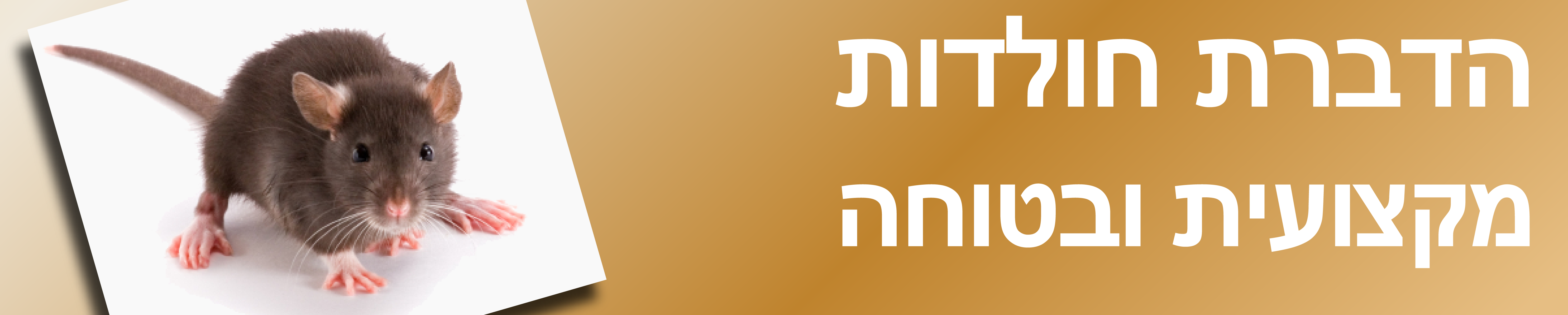 הדברת חולדות