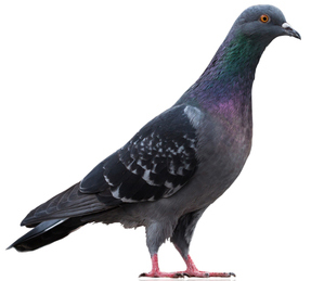 אמצעי הרחקת יונים