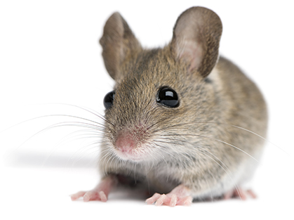 mouse_20