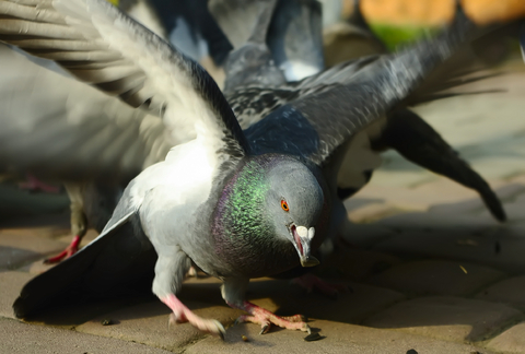 pigeon_1