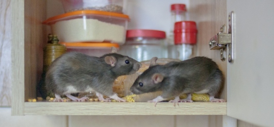 נזקי מכרסמים