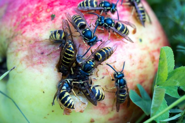 הדברת צרעות